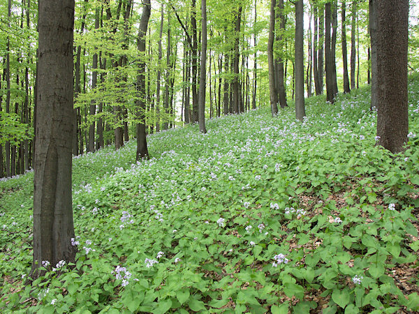 Blühender Mondviole-Bestand auf dem Gipfel des Jezevčí vrch (Limberg).