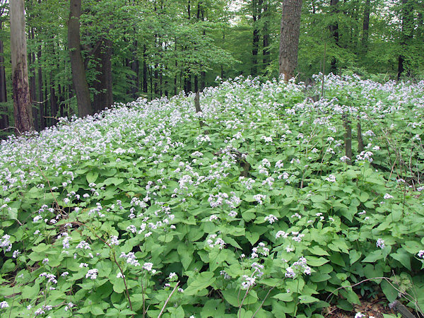 Blühender Mondviole-Bestand auf dem Gipfel des Jezevčí vrch (Limberg).