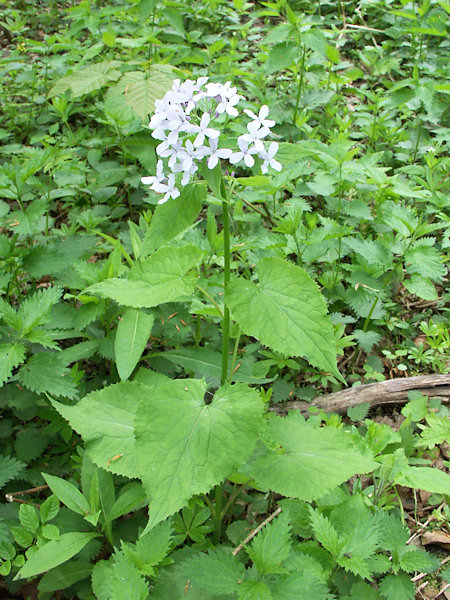 Ausdauerndes Silberblatt, Mondviole.