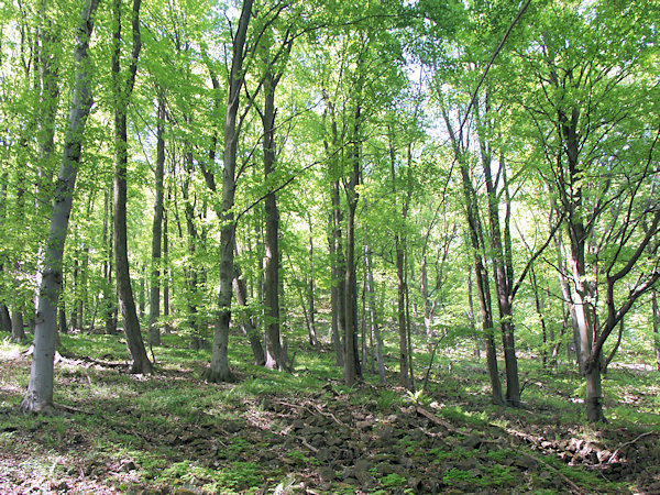 Schuttwald am Nordwestabhang des Berges.