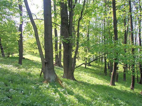 Zbytek listnatého lesa na okraji temene kopce.