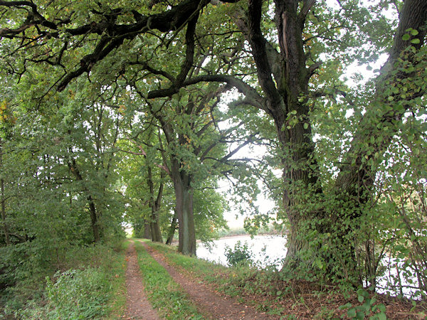 Eichen auf dem Damm des Teiches U Silnice (An der Strasse).