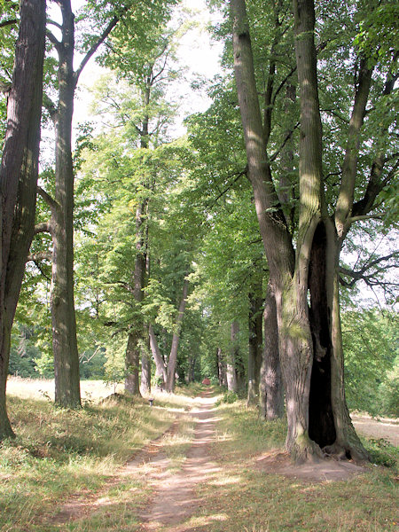 Die Lindenalle zur Zdislava-Kapelle.