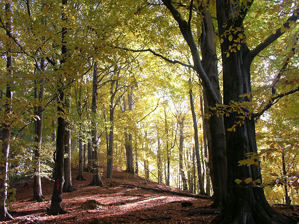 Buchenwald auf dem Školský vrch (Schulberg).