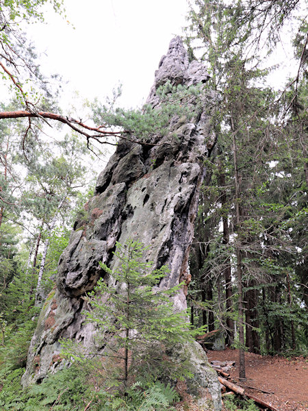 Steilstehende Sandstein-Felswand am Ostrý (Spitzstein).