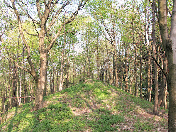 Vom Wald überwachsener Gipfel des Berges.