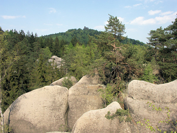 Blick über das vom Wald überwachsene Skalní divadlo (Felsentheater) zur Popova skála (Pfaffenstein).