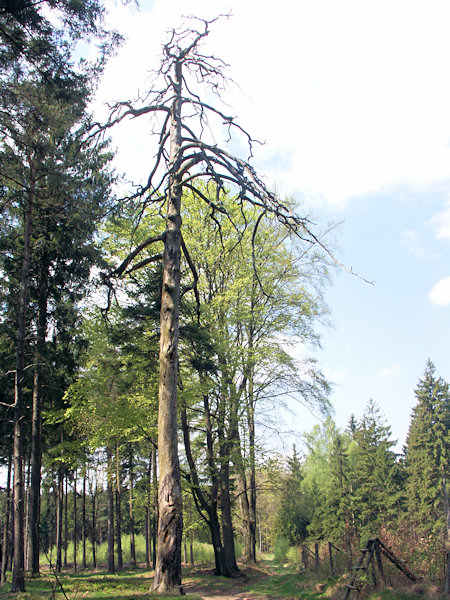 Das verdorrte Torso der Tobiášova borovice (Tobiaskiefer).