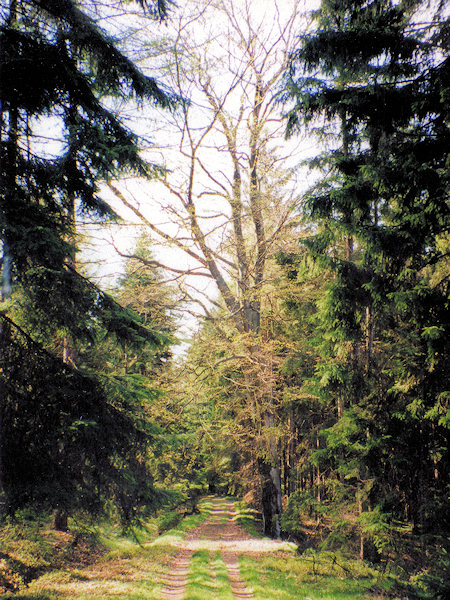 Als Löwenbuche wird heute eine grosse Buche am zur Staatsgrenze führenden Wege bezeichnet.