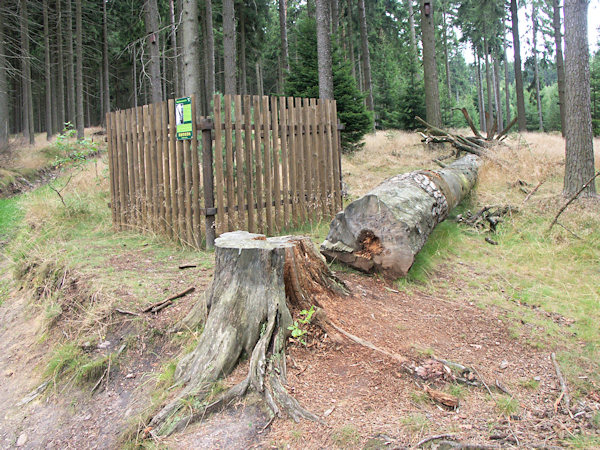 Torzo Tobiášovy borovice a ohrádka s nově vysazeným stromkem.