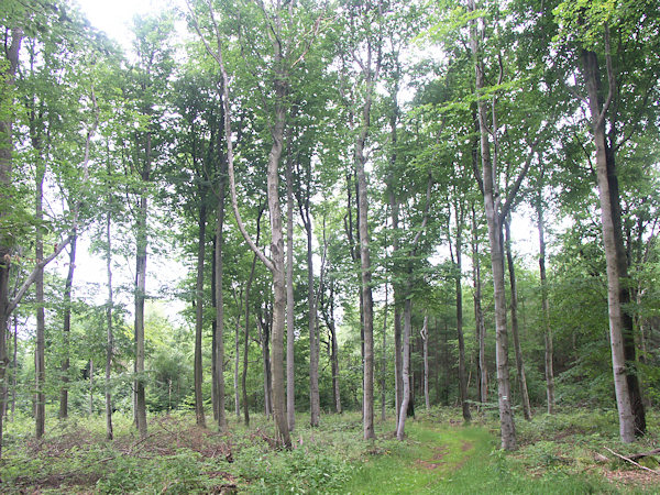 Laubwald am Gipfel des Berges.