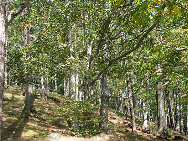 Listnatý les na jižním svahu kopce.
