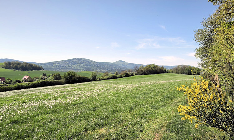 Blühender Ginster an der Südlehne des Steinbergs, im Hintergrund der Jedlová (Tannenberg) und der Weberberg.