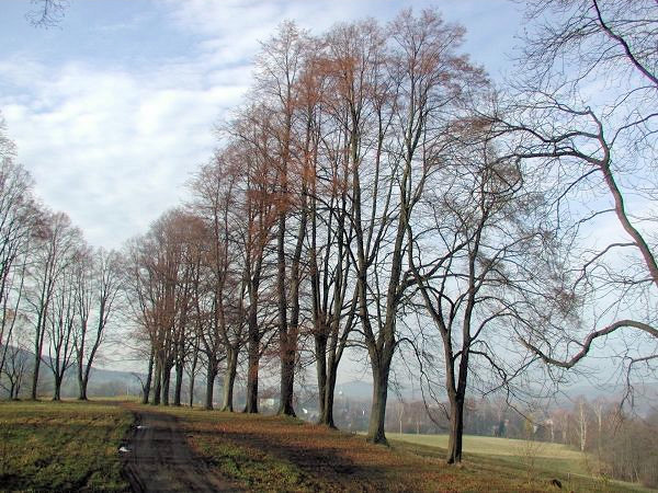 Ošetření stromořadí na Střelnici v Chřibské.