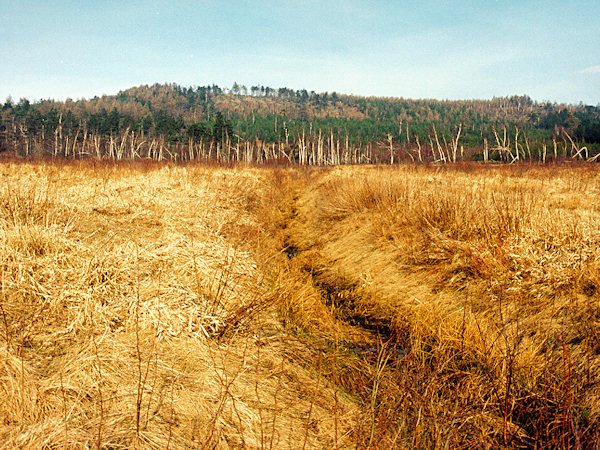 Ansicht des Hochmoores vom Westen.